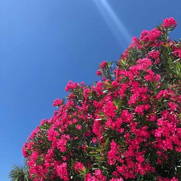 Meet your Posher, Maddy - Picture 3 of 3